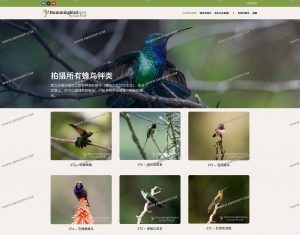 Hummingbirdspot 蜂鸟全景｜记录全球蜂鸟的摄影平台与 24/7 直播世界-91杂货铺